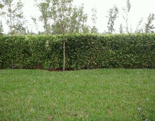 yard