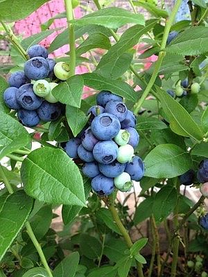 Front Blueberry Bushes