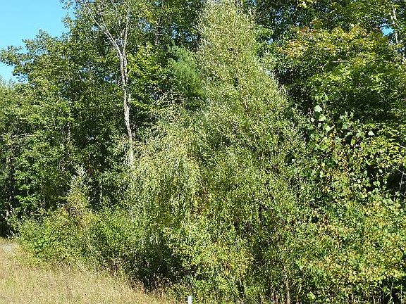 4th image of 2189 Sommerset Dr Lot 3