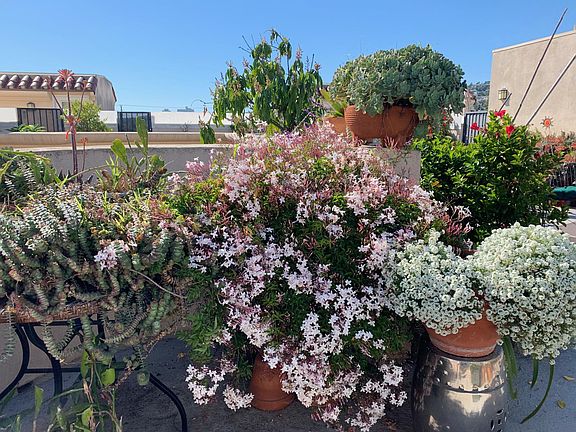Common area rooftop garden
