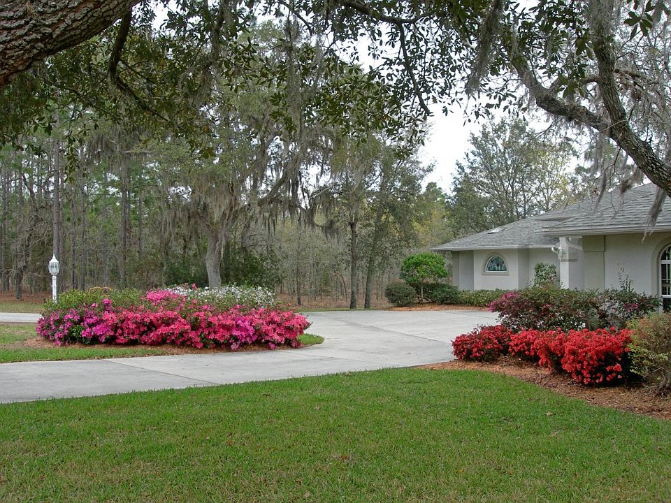 Azaleas in bloom