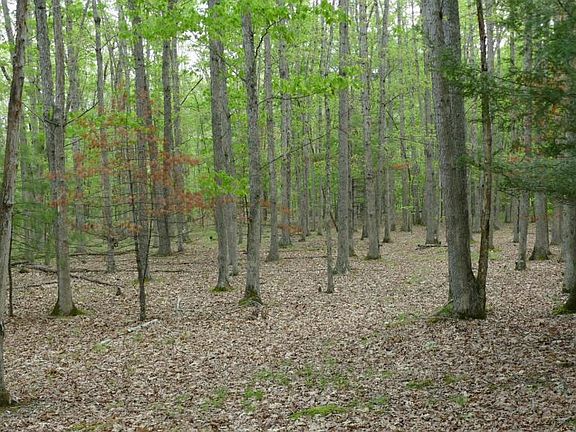 <p>white oak flats</p>