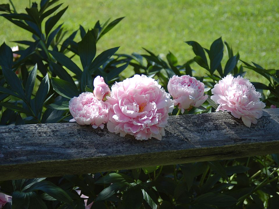 Lots of established peonies!