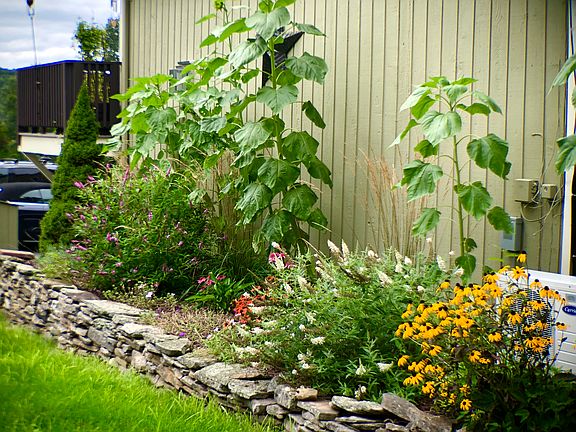 Perennial gardens all around