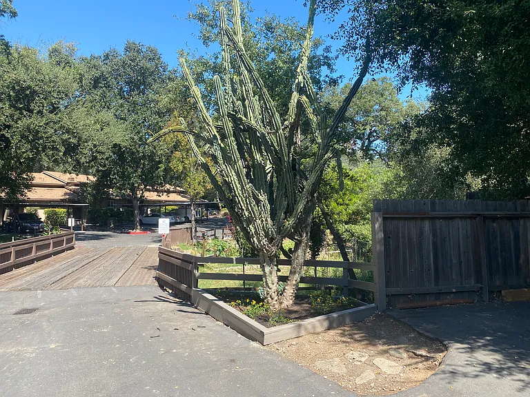 Forest Creek — Photo 22