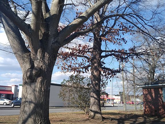 Beautiful trees in the front