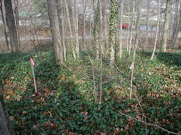 Easement stakes, SW corner.