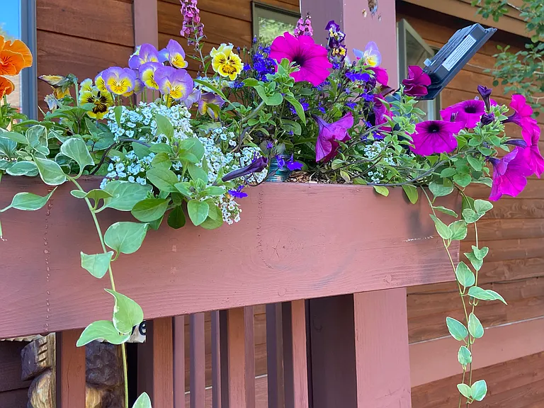 Front porch flower boxes last summer