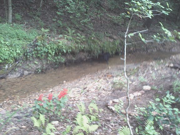 creek 1