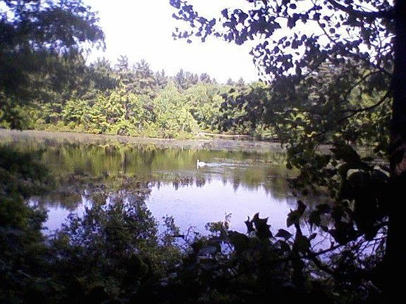 view from family room