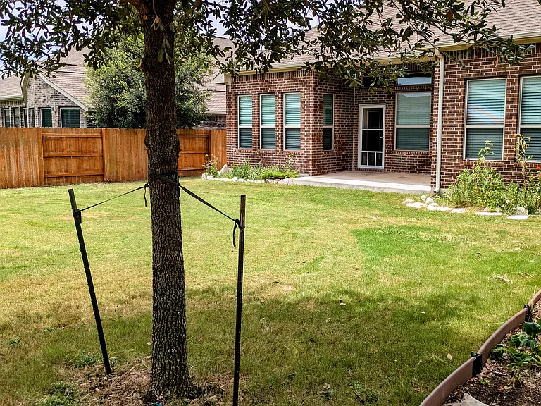 Back yard