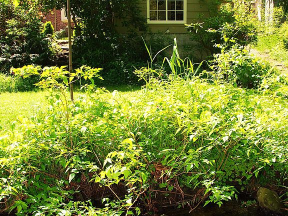 14,560 sf lot at Thornton Creek