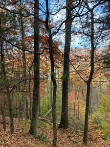 175 Canaan Rd, Butler, TN, 37640