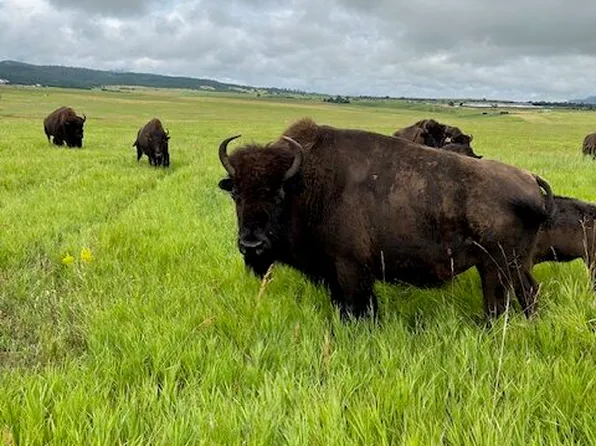 Tbd Pendo Rd, Spearfish, SD 57783