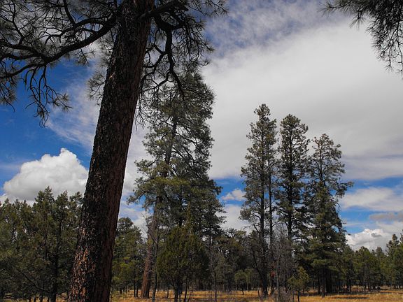 4th image of 2030 Sugar Pine Dr