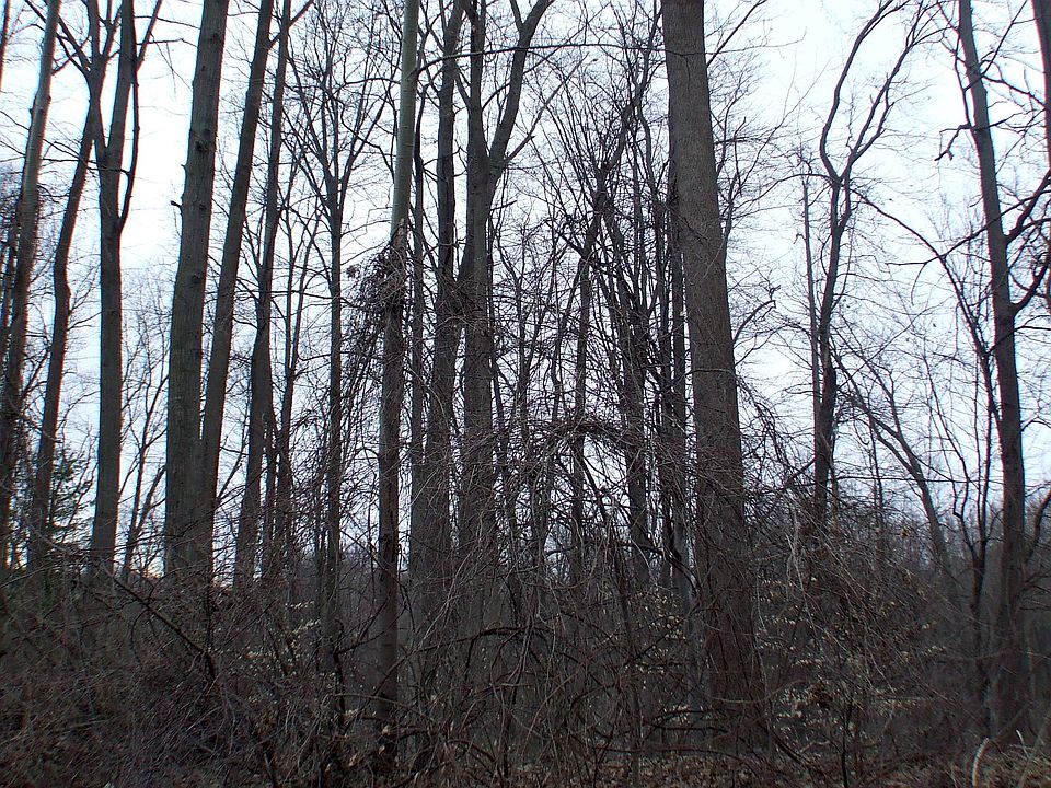 2nd image of 6657 Steeplechase Ln