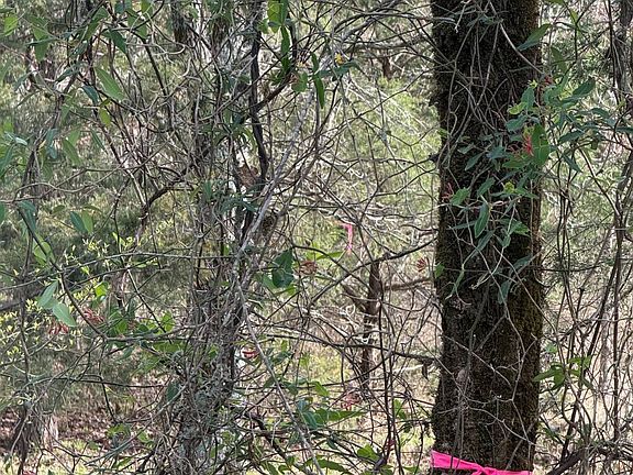 3rd image of 0 Cloudy Webb Trl