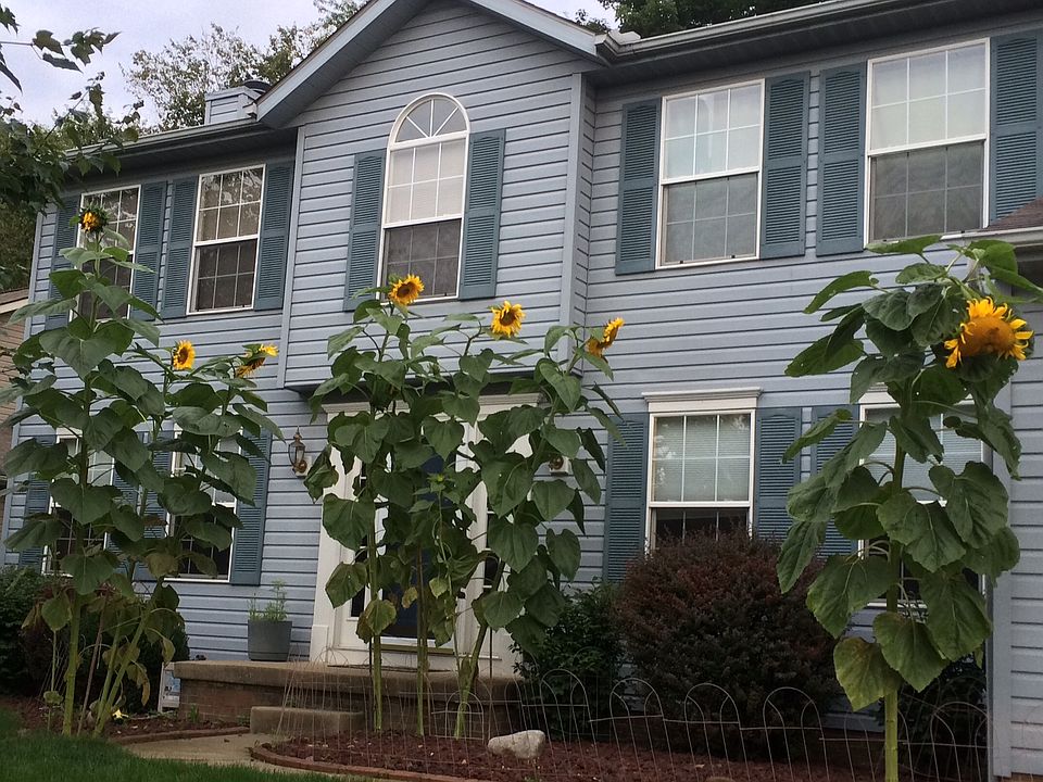 Sunflowers are gone ... 