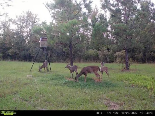 651 NW Flowers Rd, Madison, FL 32340