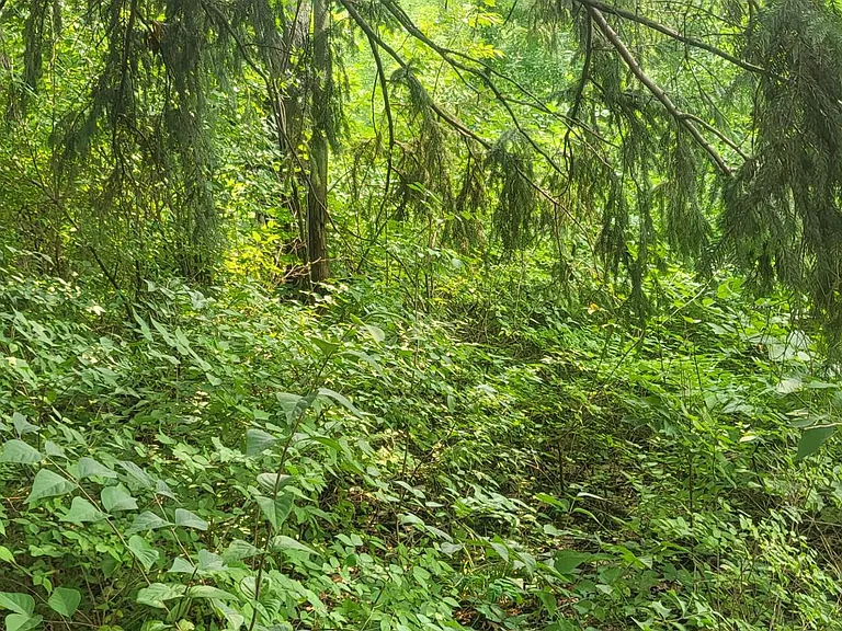Full access to wooded area, for hunting, walks, outdoor bonfires, biking, sledding, relaxing.