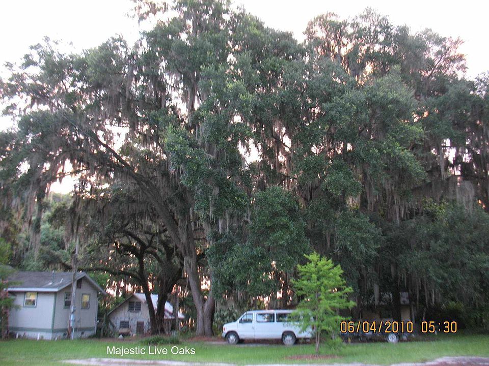 majestic oaks