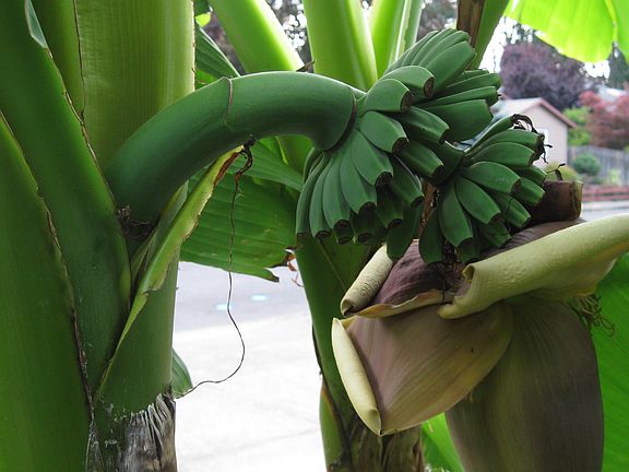 Banana blossom