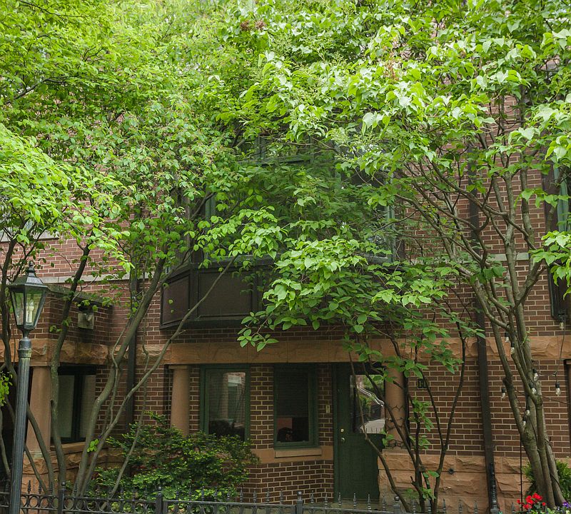 1st image of 1351 W Altgeld St APT 1I