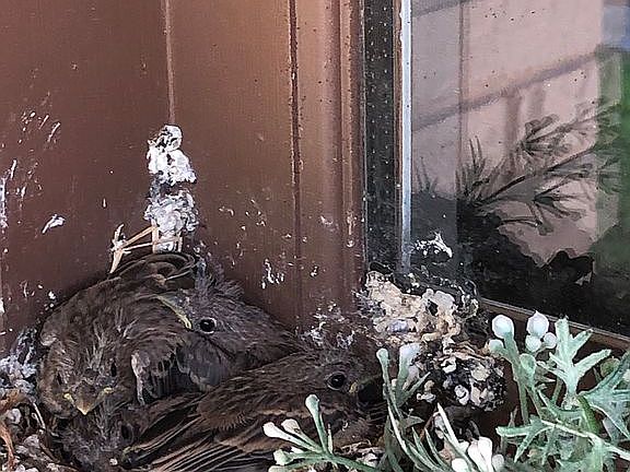 our annual bird family 