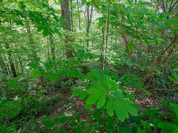 4th image of 34 Ownby Cir Lot 34