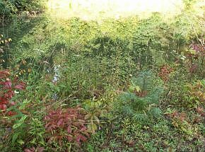 1st image of Betty Hammons Ln