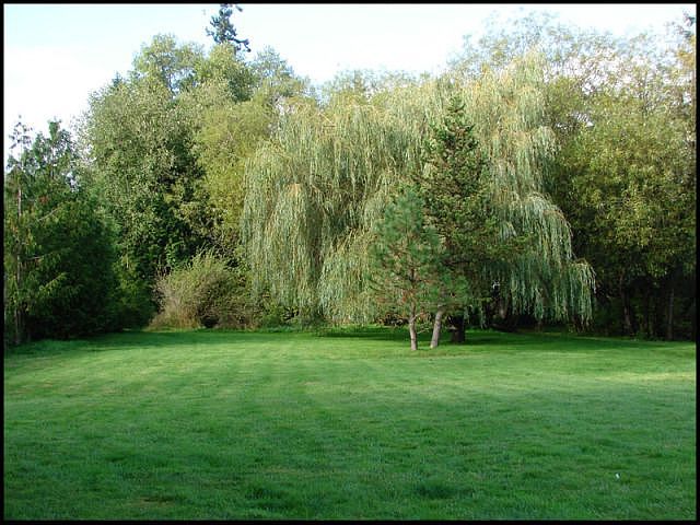 Almost an acre backyard