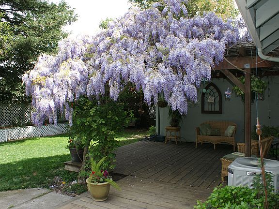 Backyard deck off of master