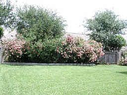 Stunning, spacious backyard!