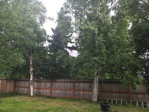 Fenced yard mature birtch 