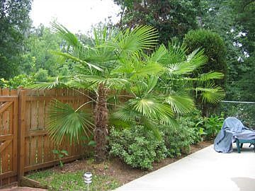 Windmill palms