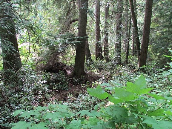 Property has some nice trees