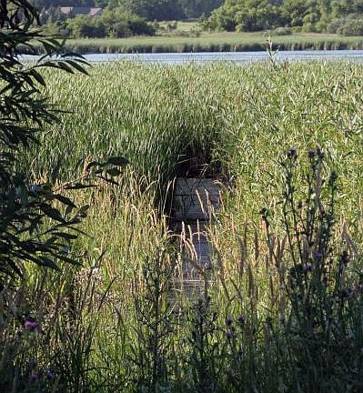 Path to duck blind