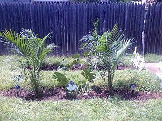 Landscape Backyard A