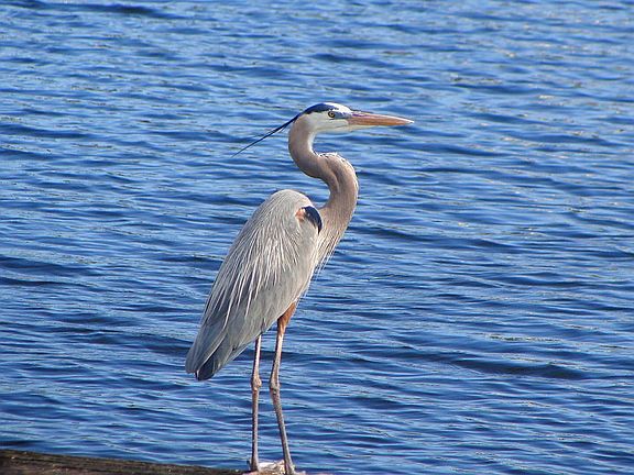 Wildlife on Rainberry Lake