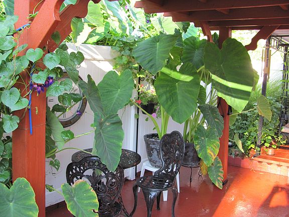 Patio