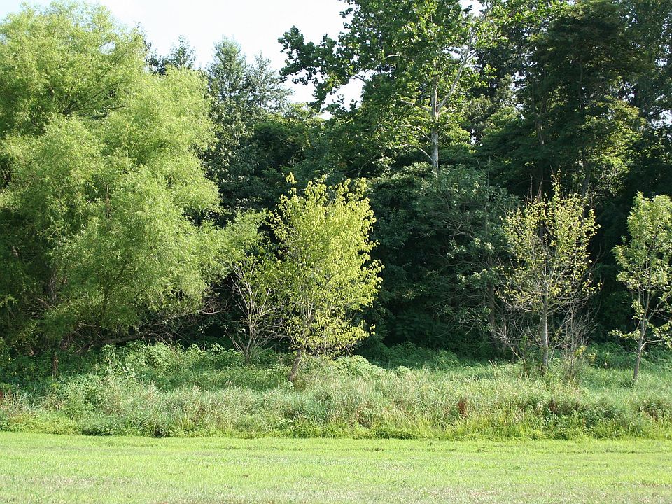 Backyard green space 