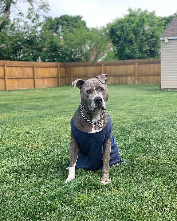 Pet friendly yard