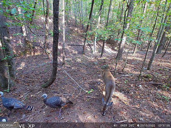3rd image of 0 Hulsey Trl