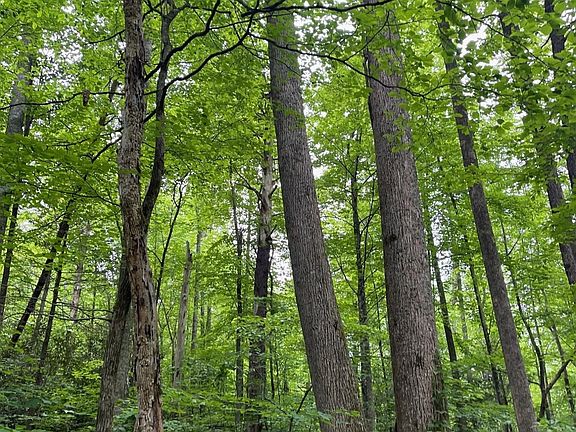3rd image of 2 Old Cades Cove Rd Lot 2
