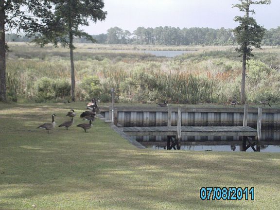 Geese come to eat.