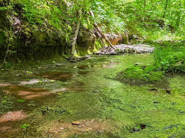 Ellison Rdg, Jumping Branch, WV 25969