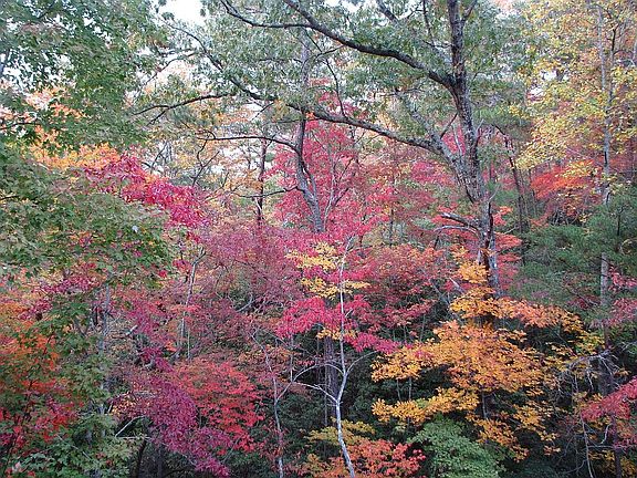 Fall view off of back patio