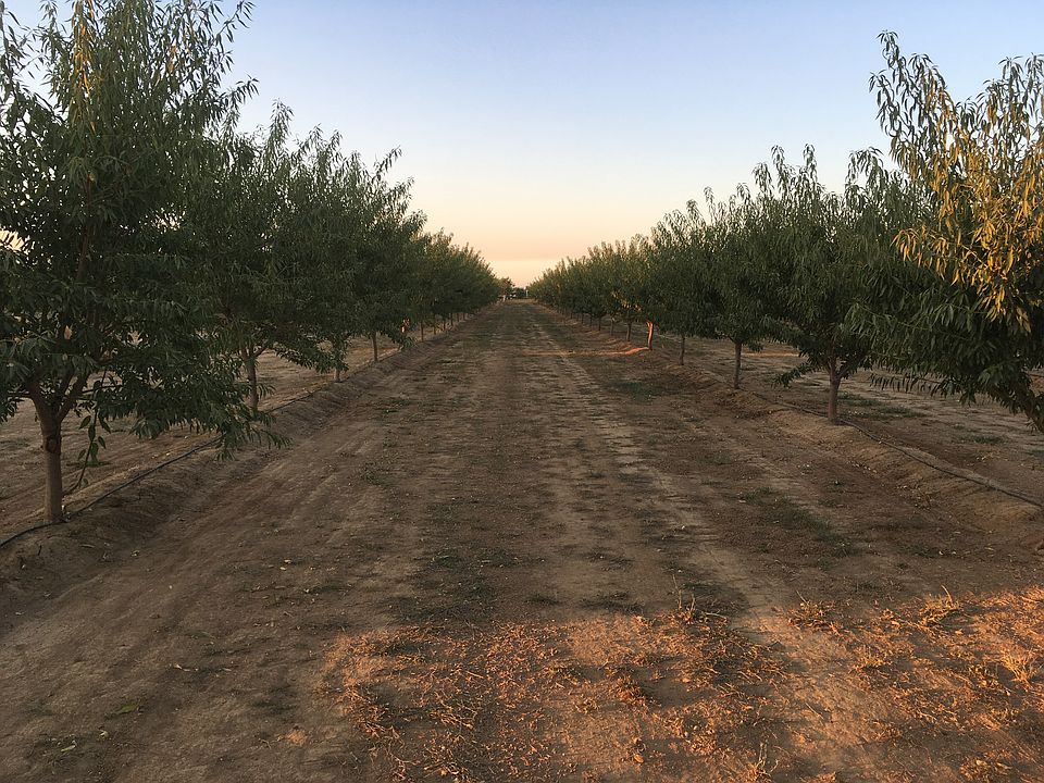 Nonpareil and Carmel Almonds