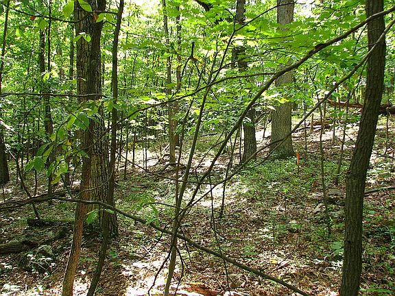 4th image of 0 Honey Creek Ln