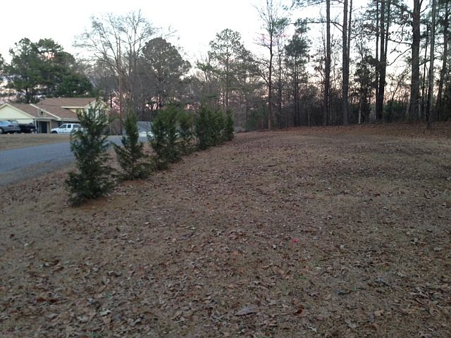 New Trees across front yard